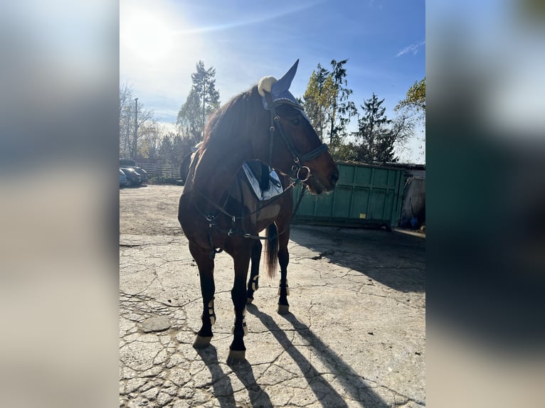 Holsteiner Stute 24 Jahre 170 cm Dunkelbrauner in Nürnberg