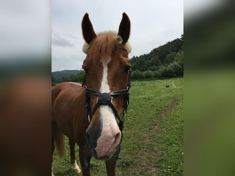 Holsteiner Stute 26 Jahre Fuchs in GrettstadtObereuerheim