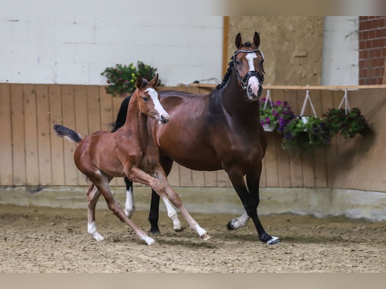 Holsteiner Stute 2 Jahre 159 cm Brauner in Wildeshausen