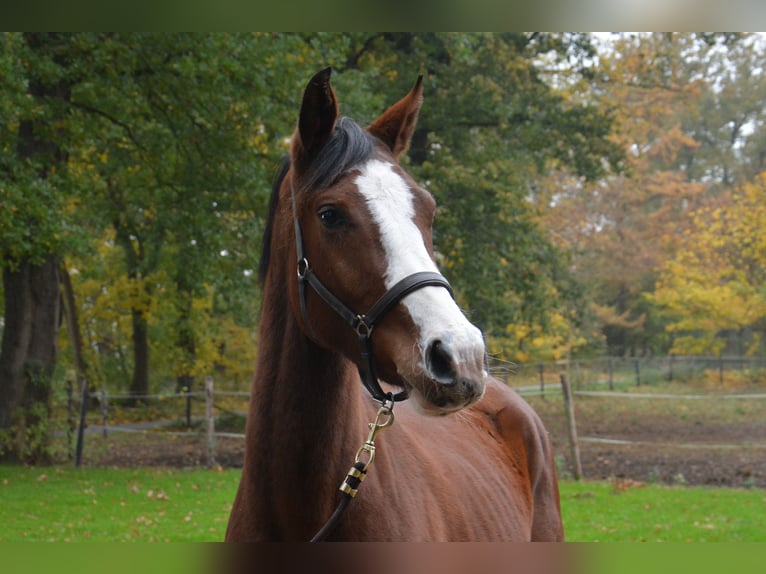 Holsteiner Stute 2 Jahre 159 cm Brauner in Wildeshausen