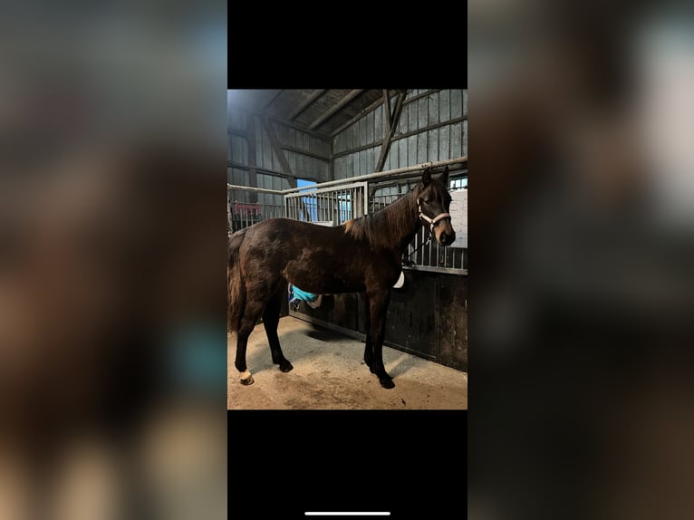 Holsteiner Stute 2 Jahre 160 cm Brauner in Hohenlockstedt