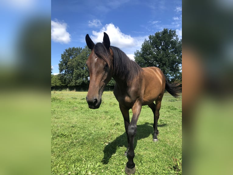 Holsteiner Stute 2 Jahre 160 cm Dunkelbrauner in Todesfelde