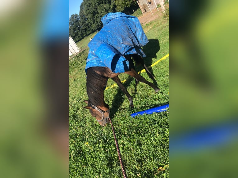Holsteiner Stute 2 Jahre 160 cm Dunkelbrauner in Todesfelde