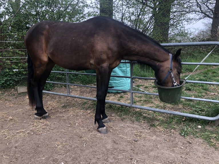 Holsteiner Stute 2 Jahre 160 cm Dunkelbrauner in Todesfelde