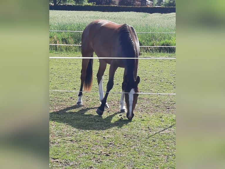 Holsteiner Stute 2 Jahre 165 cm Brauner in Südbrookmerland Victorbur
