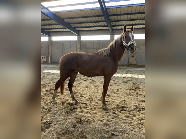 Holsteiner Stute 2 Jahre 166 cm Fuchs in Schwandorf