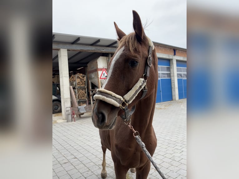 Holsteiner Stute 2 Jahre 166 cm Fuchs in Schwandorf