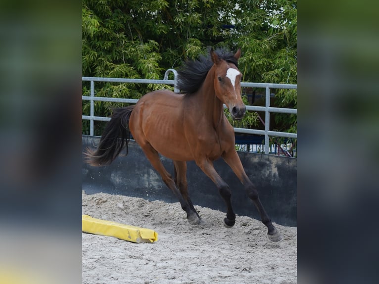 Holsteiner Stute 2 Jahre 167 cm Brauner in Großpösna