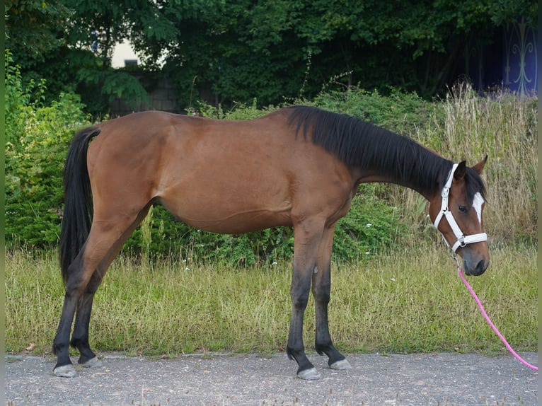Holsteiner Stute 2 Jahre 167 cm Brauner in Großpösna