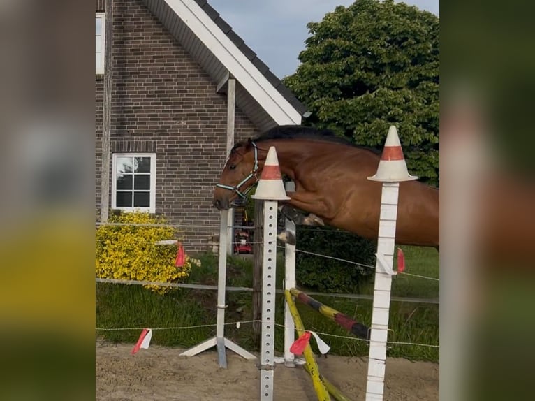 Holsteiner Stute 2 Jahre 167 cm in BreklumBreklum