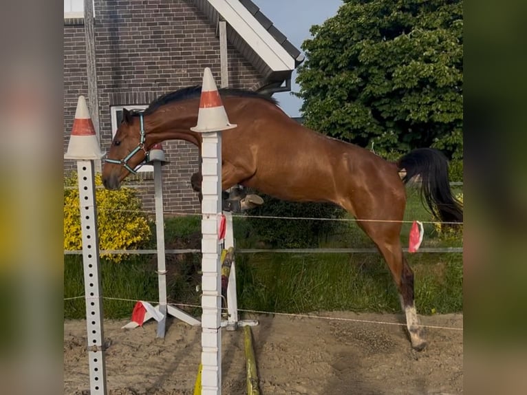 Holsteiner Stute 2 Jahre 167 cm in BreklumBreklum