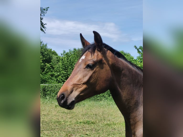 Holsteiner Stute 2 Jahre Brauner in NottfeldBoren