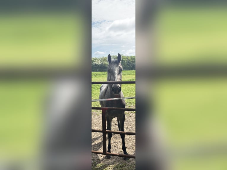 Holsteiner Stute 3 Jahre 155 cm Schimmel in Lübeck