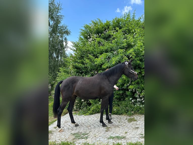 Holsteiner Stute 3 Jahre 157 cm Dunkelbrauner in Lichtenau 2