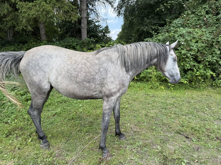 Holsteiner Stute 3 Jahre 157 cm Schimmel in Lübeck