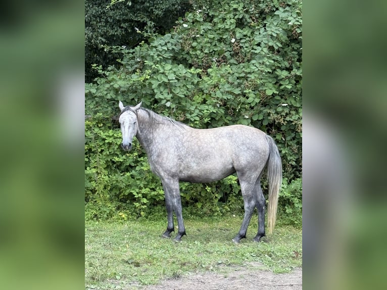 Holsteiner Stute 3 Jahre 157 cm Schimmel in Lübeck