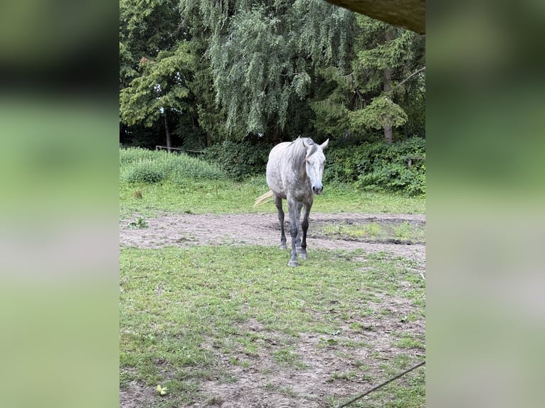Holsteiner Stute 3 Jahre 157 cm Schimmel in Lübeck