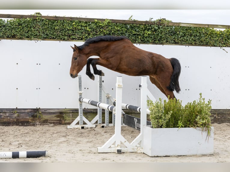 Holsteiner Stute 3 Jahre 160 cm Brauner in Waddinxveen