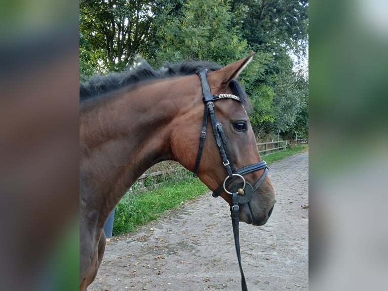 Holsteiner Stute 3 Jahre 161 cm Brauner in Vi&#xF6;l