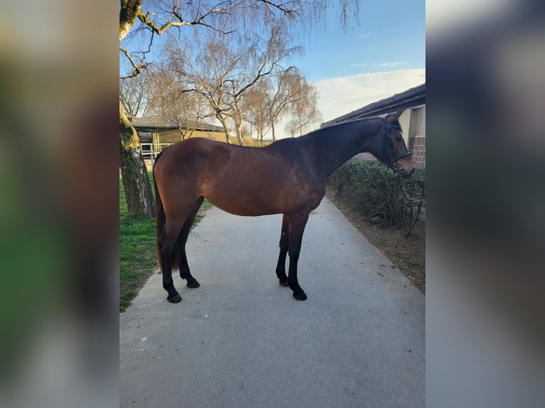 Holsteiner Stute 3 Jahre 162 cm Brauner in Kaarst