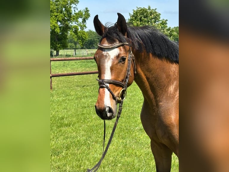 Holsteiner Stute 3 Jahre 162 cm Brauner in Bokel