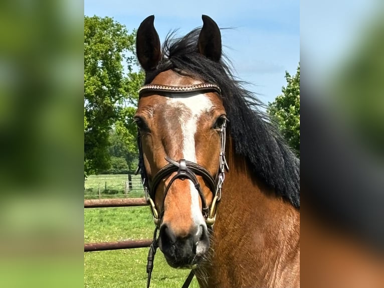 Holsteiner Stute 3 Jahre 162 cm Brauner in Bokel