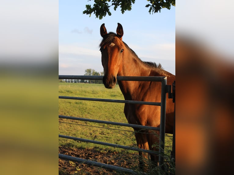 Holsteiner Stute 3 Jahre 162 cm Brauner in Elmshorn