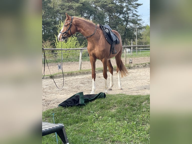 Holsteiner Stute 3 Jahre 162 cm Fuchs in Osterr&#xF6;nfeld