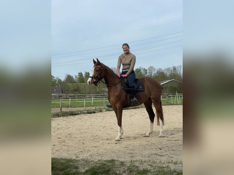 Holsteiner Stute 3 Jahre 162 cm Fuchs in Osterr&#xF6;nfeld