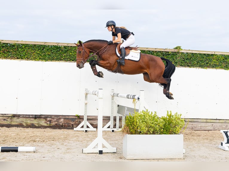 Holsteiner Stute 3 Jahre 163 cm Brauner in Waddinxveen