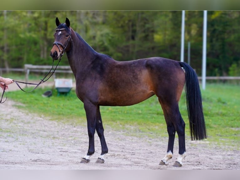 Holsteiner Stute 3 Jahre 163 cm Brauner in Oesterwurth