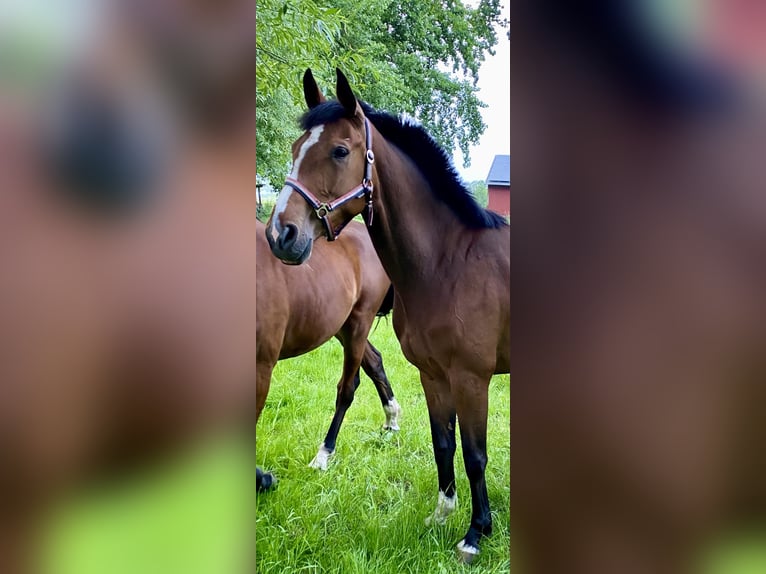 Holsteiner Stute 3 Jahre 164 cm Brauner in Mildstedt