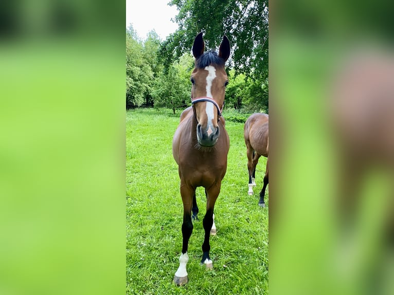 Holsteiner Stute 3 Jahre 164 cm Brauner in Mildstedt