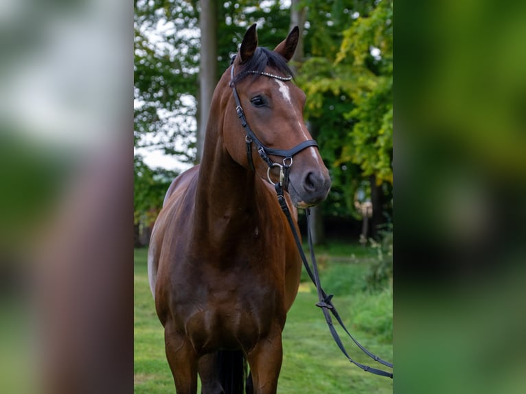 Holsteiner Stute 3 Jahre 164 cm Dunkelbrauner in Barkelsby