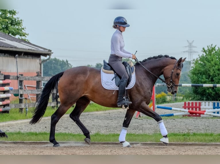 Holsteiner Stute 3 Jahre 164 cm Dunkelbrauner in Barkelsby
