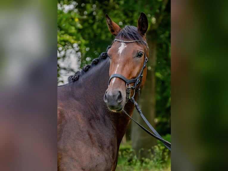 Holsteiner Stute 3 Jahre 164 cm Dunkelbrauner in Barkelsby