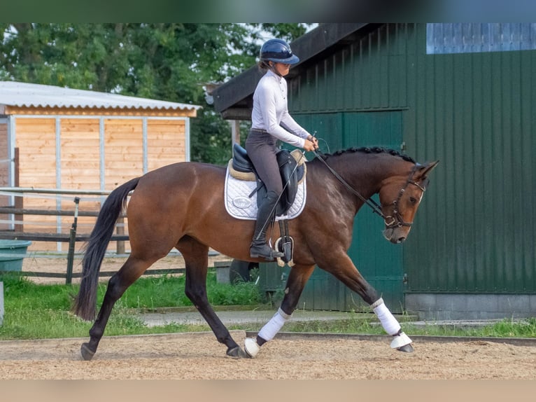 Holsteiner Stute 3 Jahre 164 cm Dunkelbrauner in Barkelsby