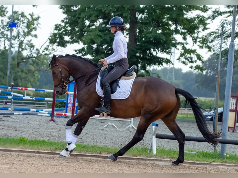 Holsteiner Stute 3 Jahre 164 cm Dunkelbrauner in Barkelsby