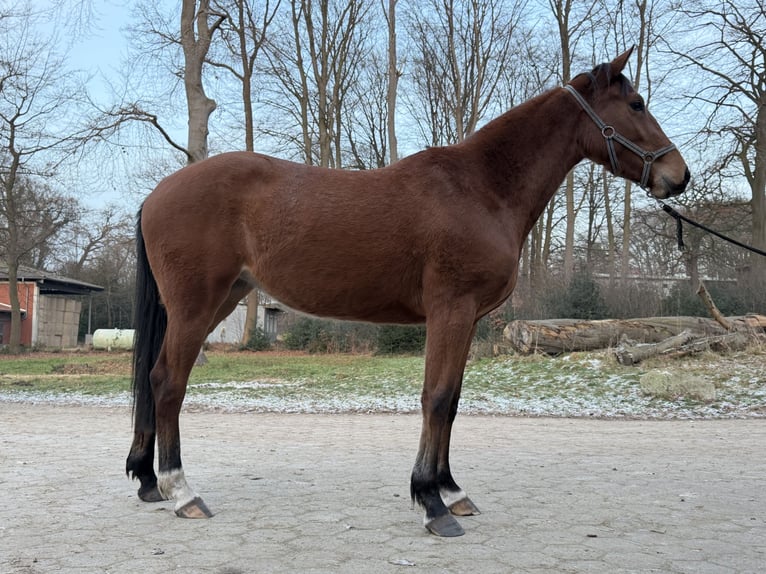 Holsteiner Stute 3 Jahre 164 cm Hellbrauner in Otter