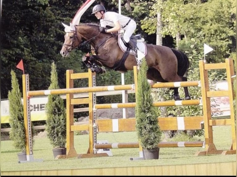 Holsteiner Stute 3 Jahre 165 cm Brauner in Bargenstedt