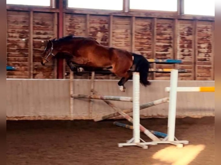 Holsteiner Stute 3 Jahre 165 cm Brauner in Bösleben-Wüllersleben
