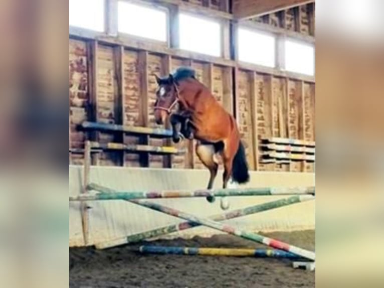 Holsteiner Stute 3 Jahre 165 cm Brauner in Bösleben-Wüllersleben