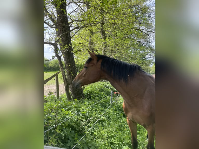 Holsteiner Stute 3 Jahre 165 cm Brauner in Freienwill