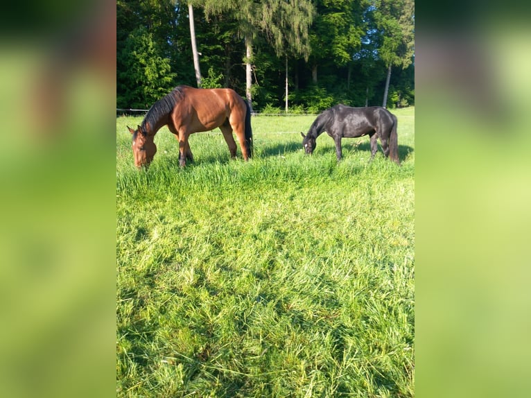 Holsteiner Stute 3 Jahre 165 cm Rappe in Marsberg