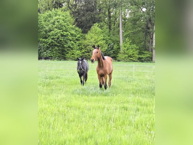 Holsteiner Stute 3 Jahre 165 cm Rappe in Marsberg