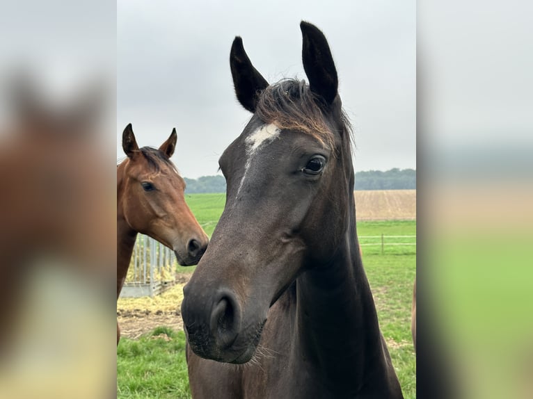 Holsteiner Stute 3 Jahre 165 cm Rappe in Marsberg