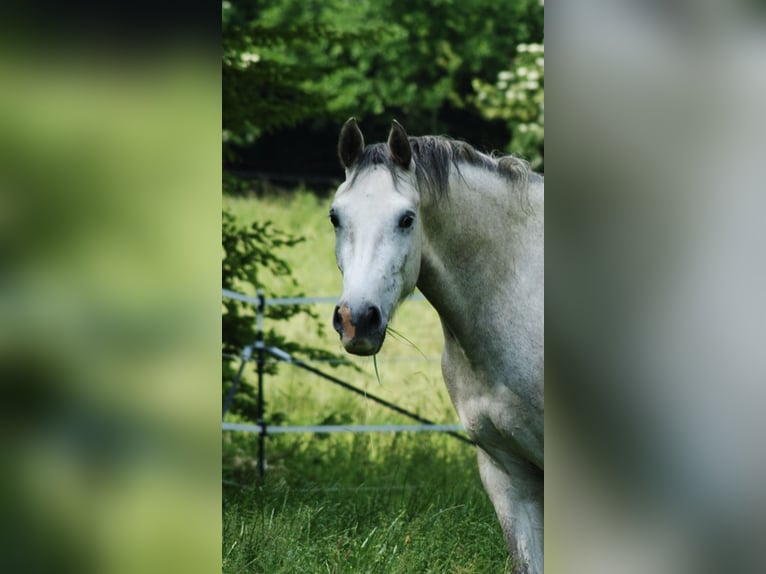 Holsteiner Stute 3 Jahre 165 cm Schimmel in Neustadt in Holstein