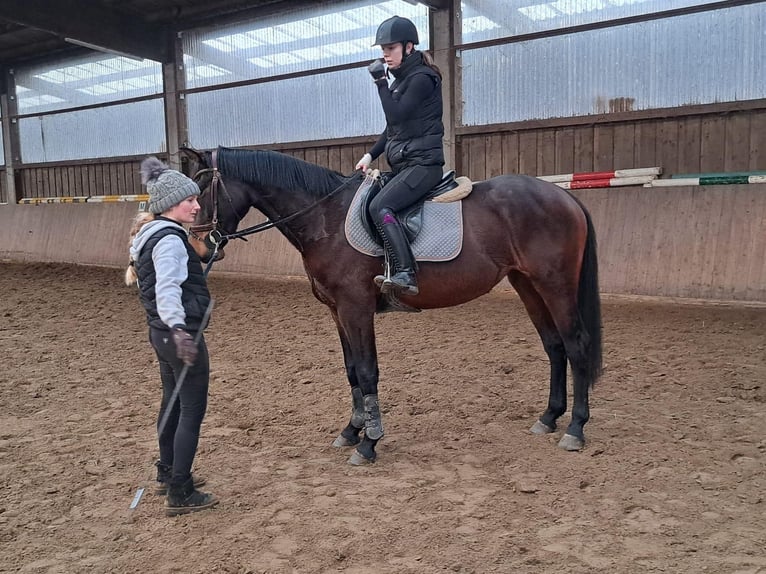 Holsteiner Stute 3 Jahre 165 cm Schwarzbrauner in W&#xF6;hrden