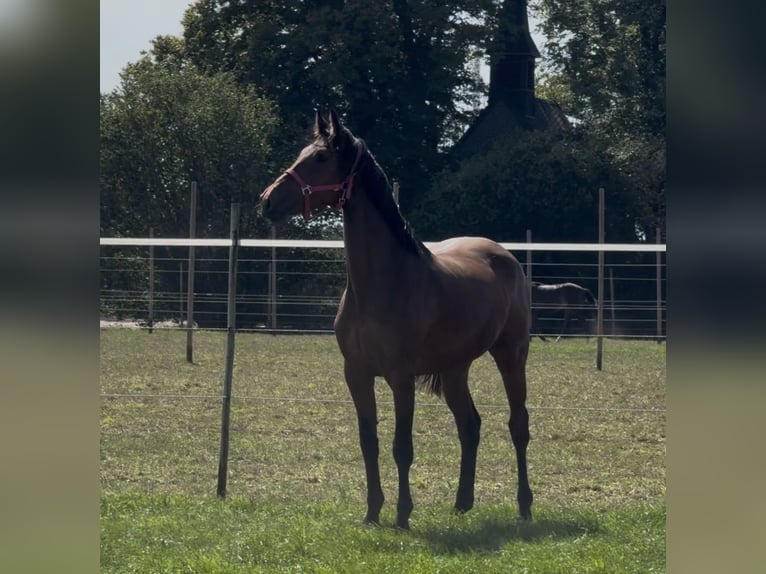 Holsteiner Stute 3 Jahre 167 cm Brauner in Heinsberg
