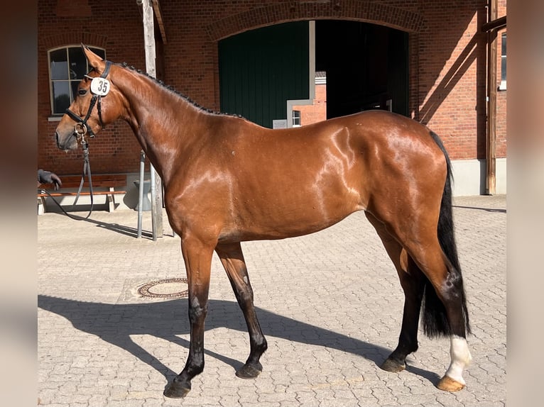 Holsteiner Stute 3 Jahre 167 cm Brauner in Averlak